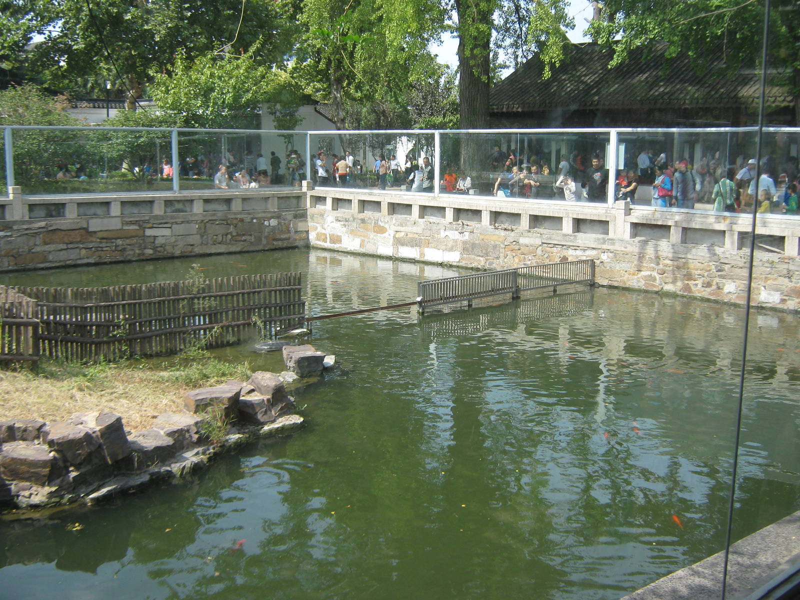 pool for Yangtze softshell turtle (Rafetus swinhoei)