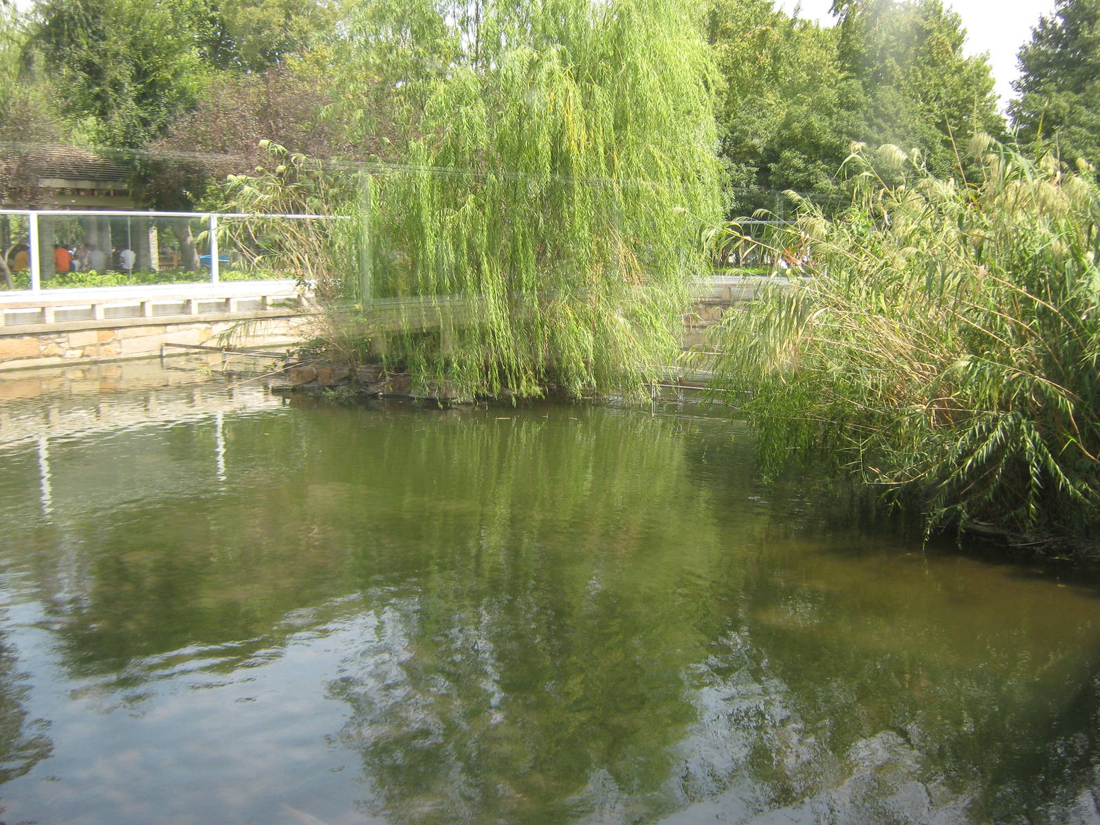 pool for Yangtze softshell turtle (Rafetus swinhoei)