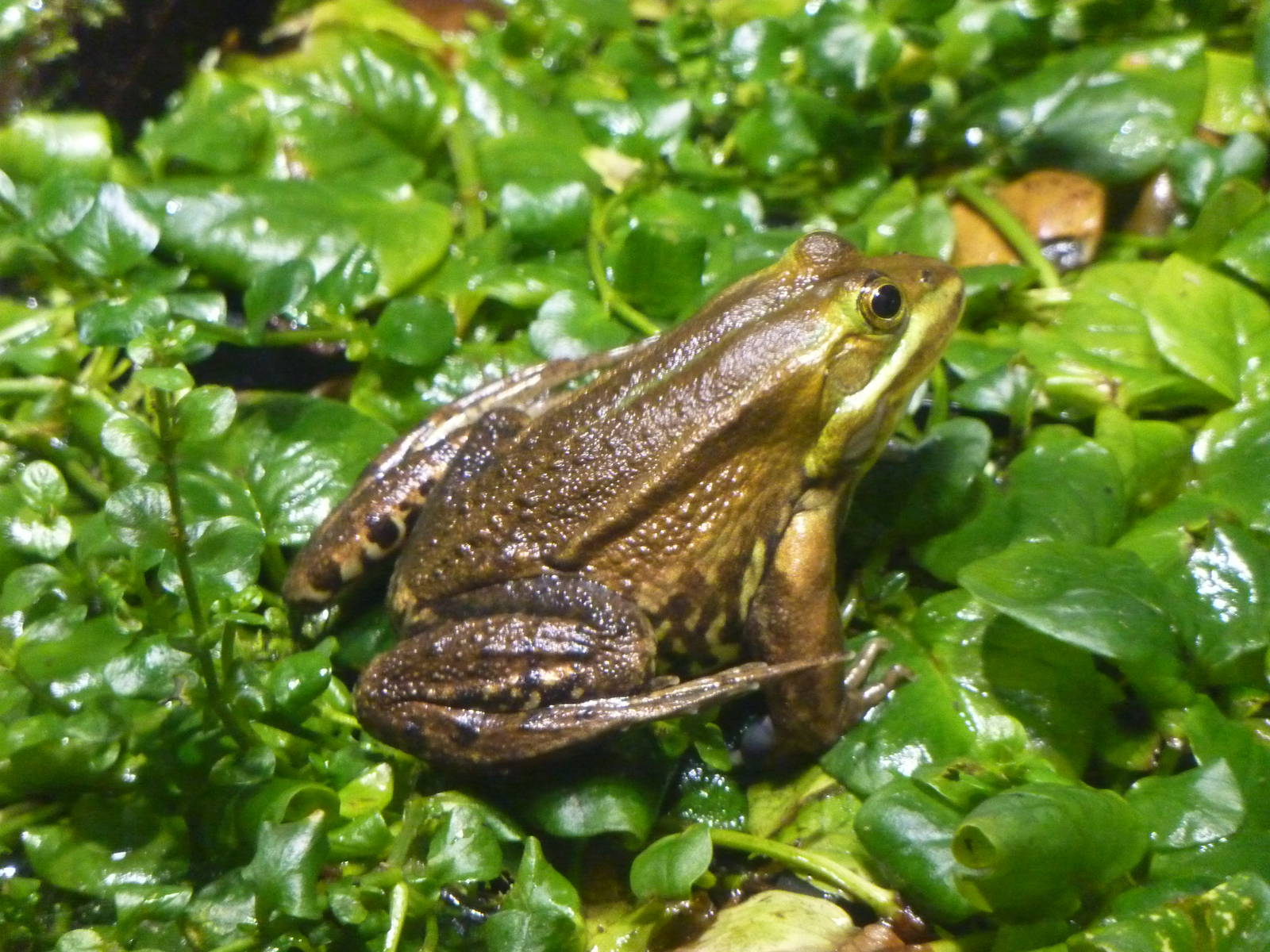 Pool frog, 6th November 2012.