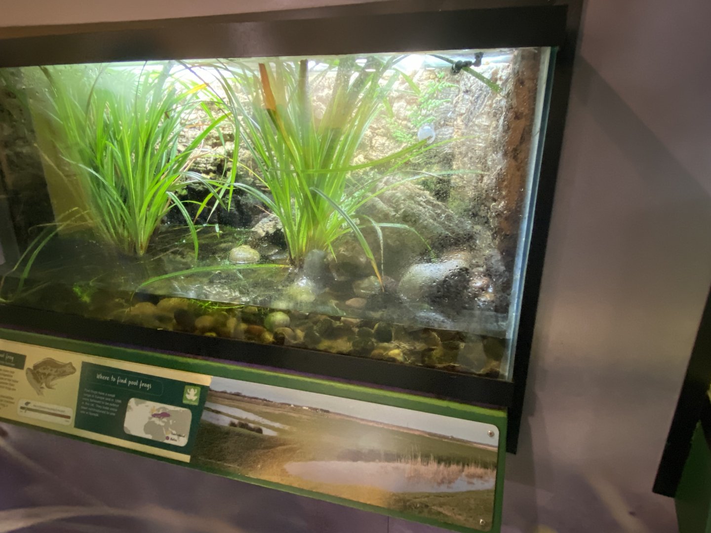 Pool frog exhibit 290224