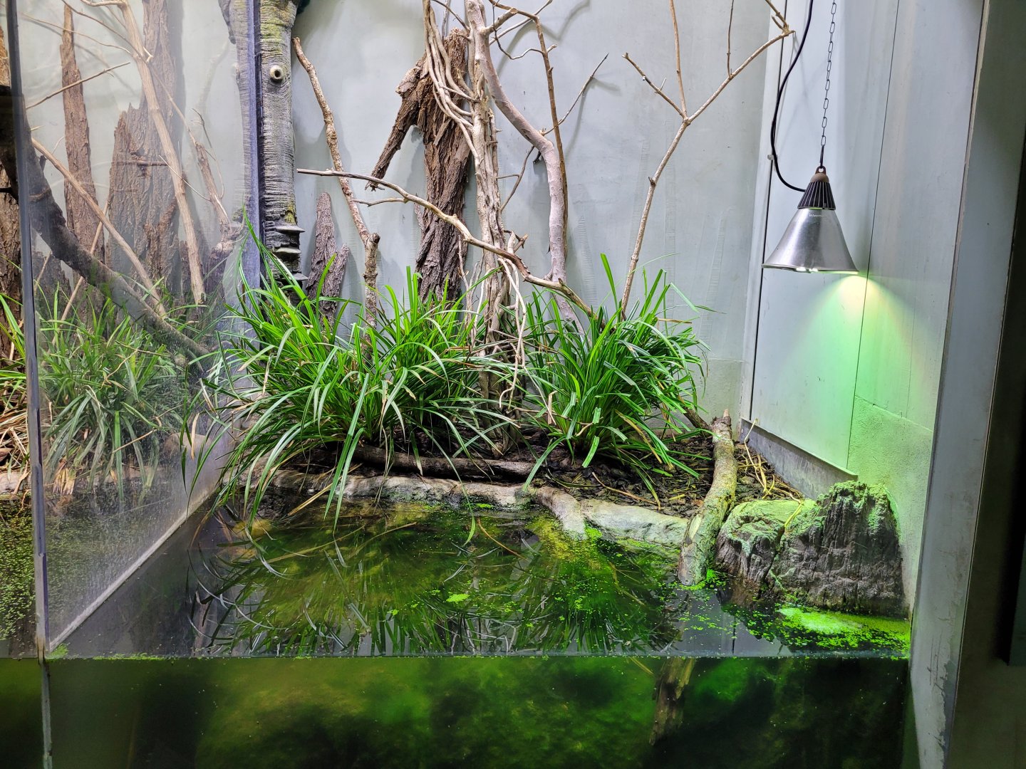 Pool frog exhibit -Parc Zoologique de Paris (2022)