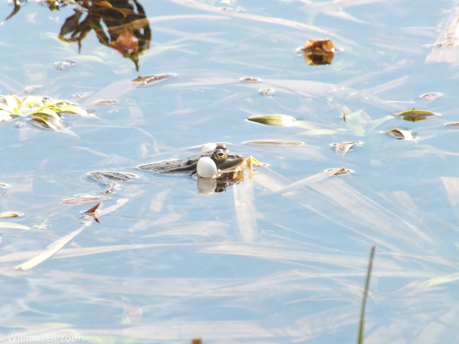 Pool Frog? Male Calling- Biebrza Marshes