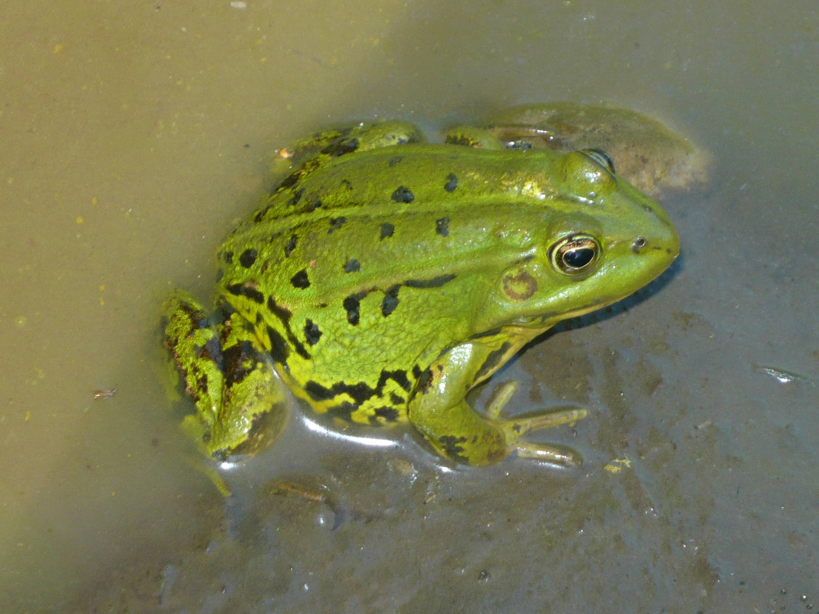 Pool frog (Pelophylax lessonae)