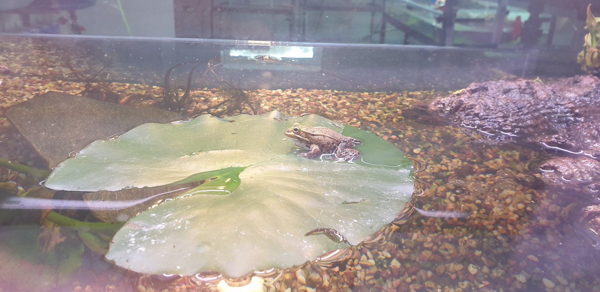 Pool Frog (Pelophylax lessonae)