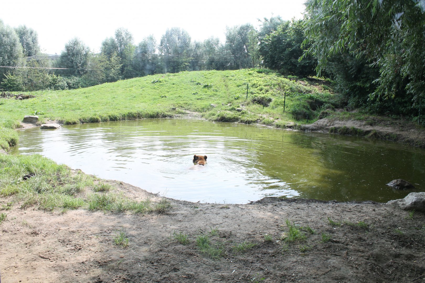 Pool in Brown bear-enclosure
