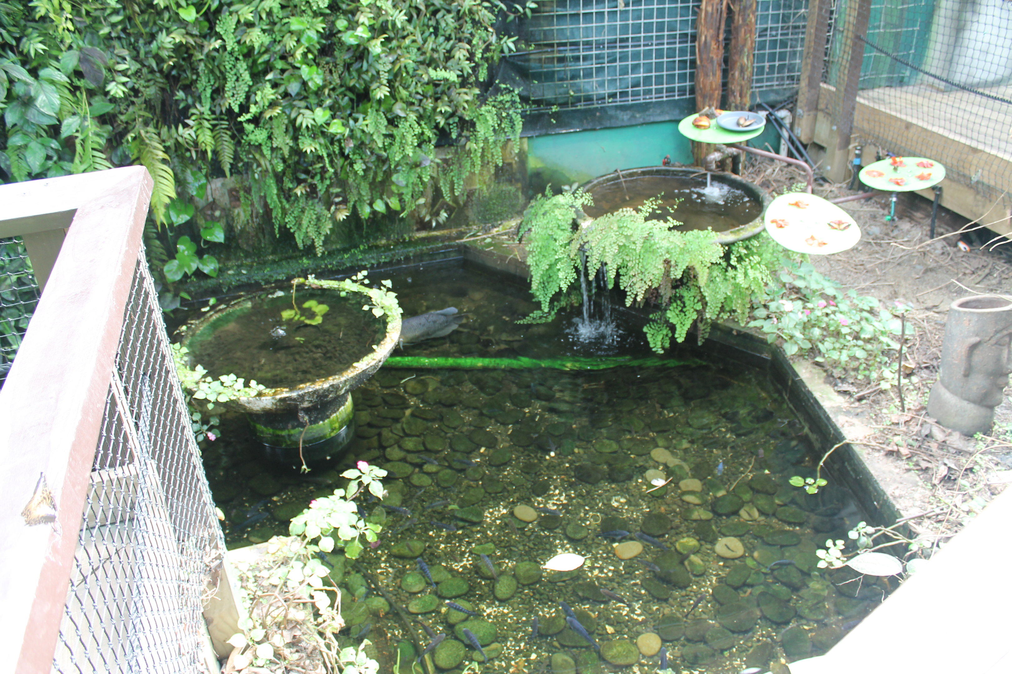 pool in Butterfly House