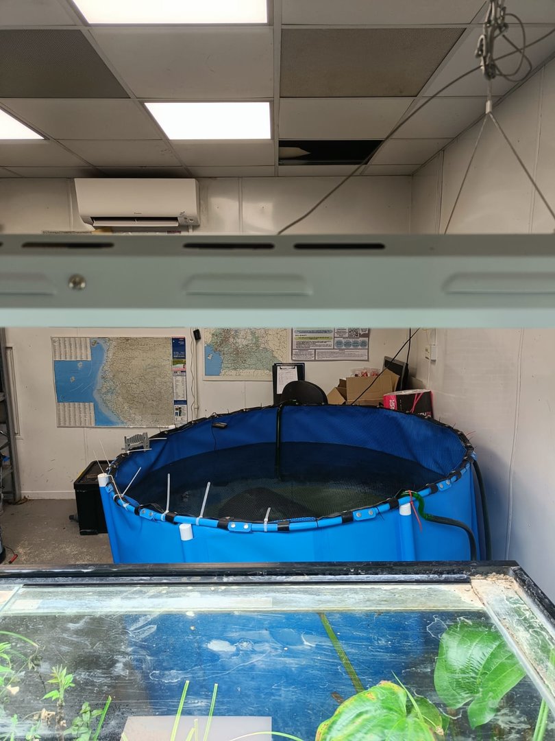 Pool in Congo Caecilian room