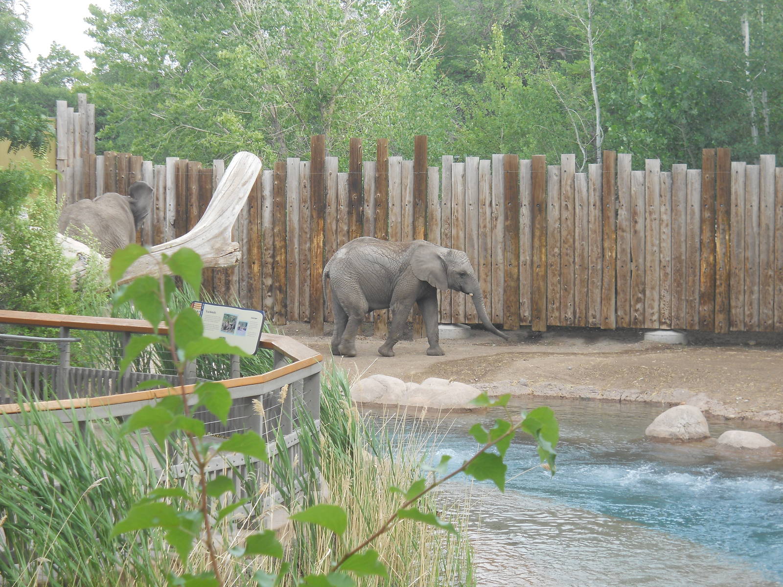 Pool in elephant encounter