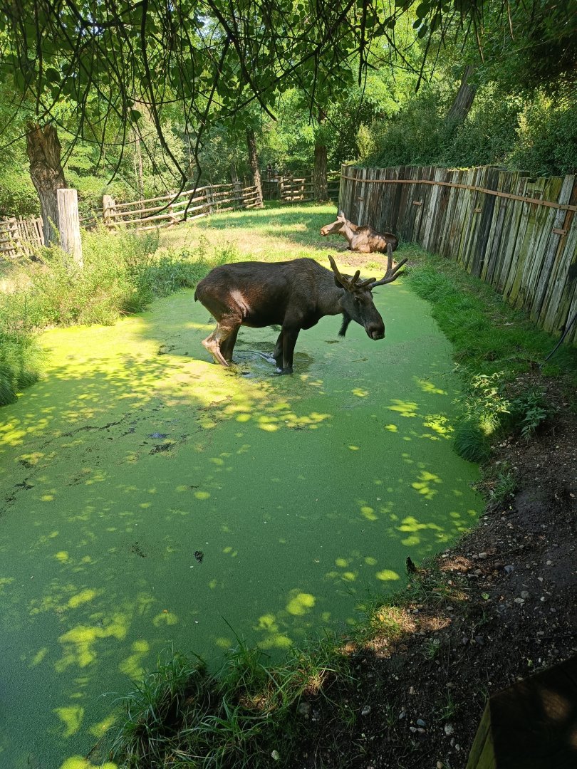 Pool in European Moose enclosure - Northern Forest