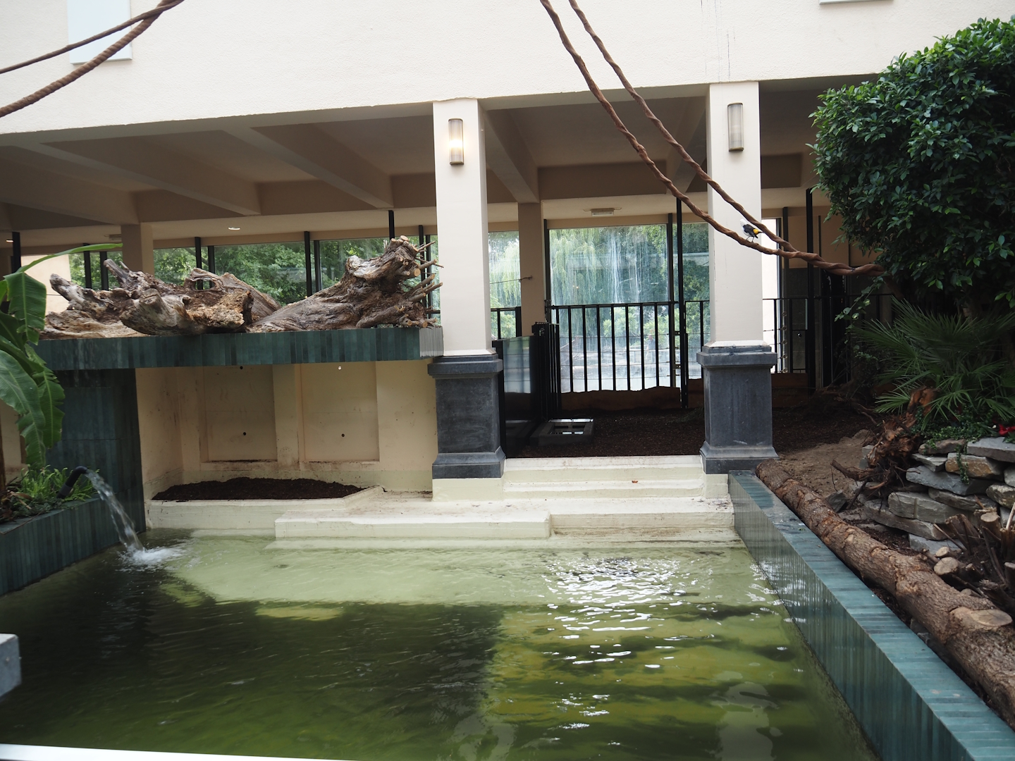 Pool in first new pygmy hippopotamus indoor exhibit in renovated former common hippopotamus indoor housing, 2025-07-21