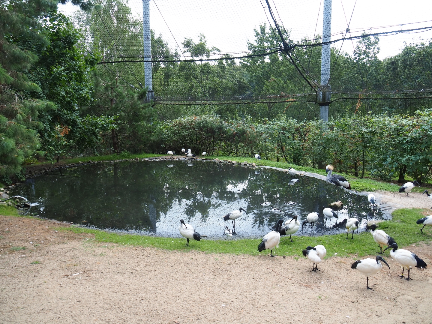 Pool in large aviary with crowned crane and sacred ibis (Aug 28th, 2018)
