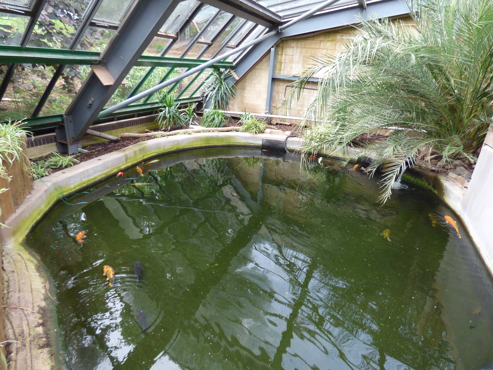 Pool in Lorikeet Lookout