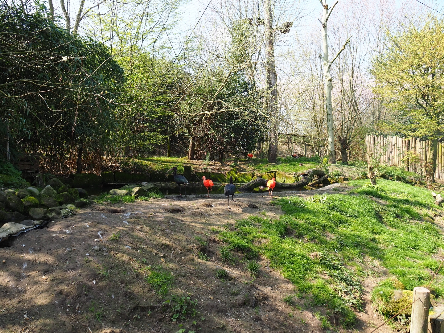 Pool in the Puna aviary, 2019-03-30