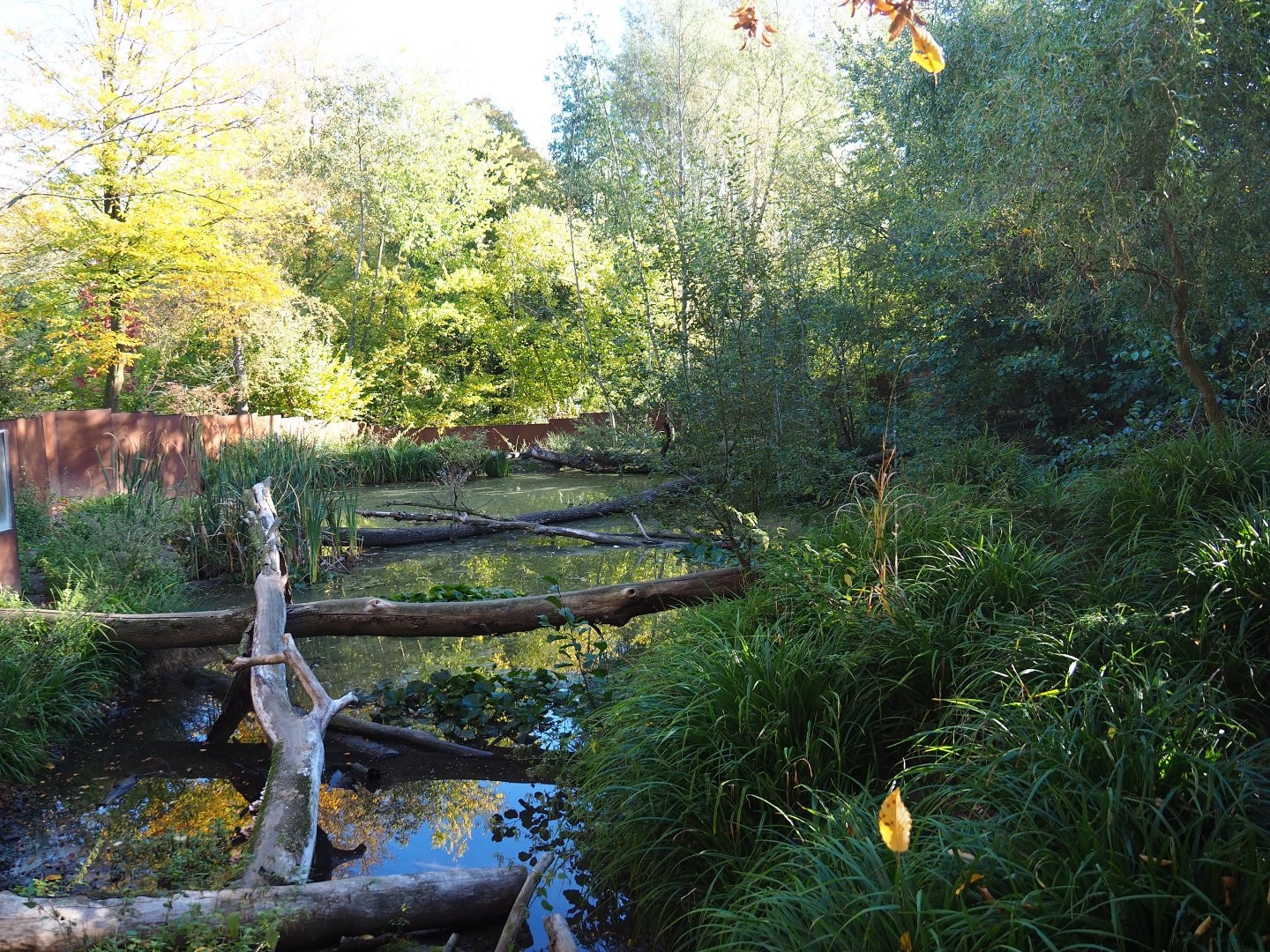 Pool in the Red panda - Reeves' muntjac exhibit (Oct 13th, 2018)