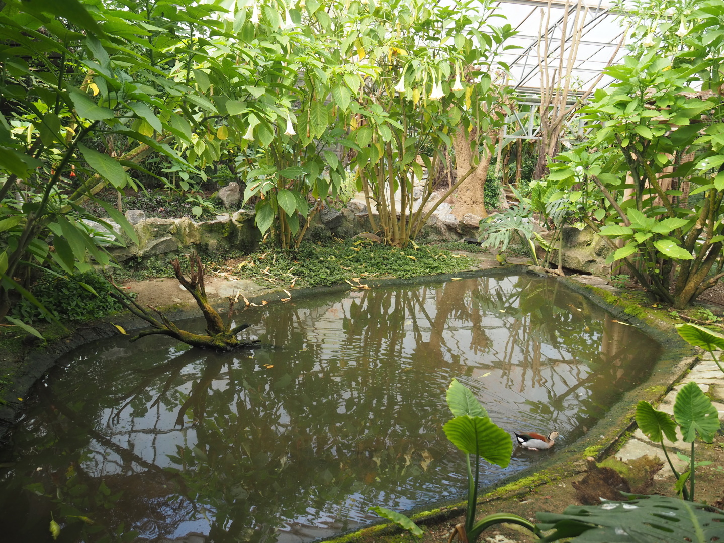 Pool in the tropical hall, 2021-06-15