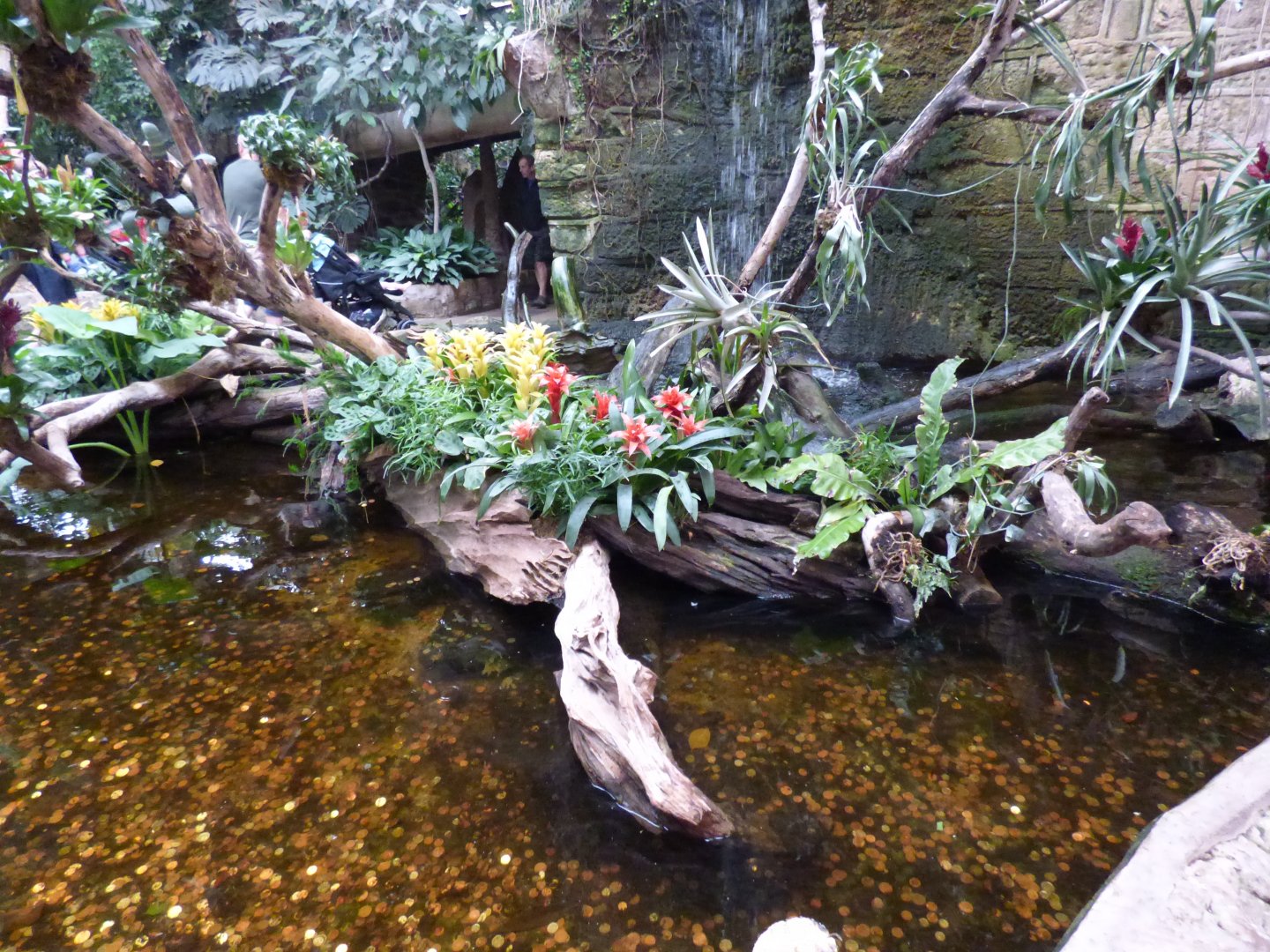 Pool in the Tropical Realm