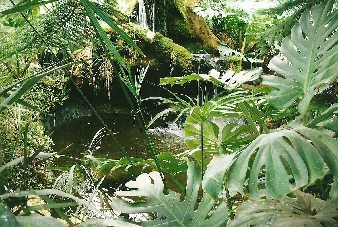 Pool in tropical area, 13th September 2013
