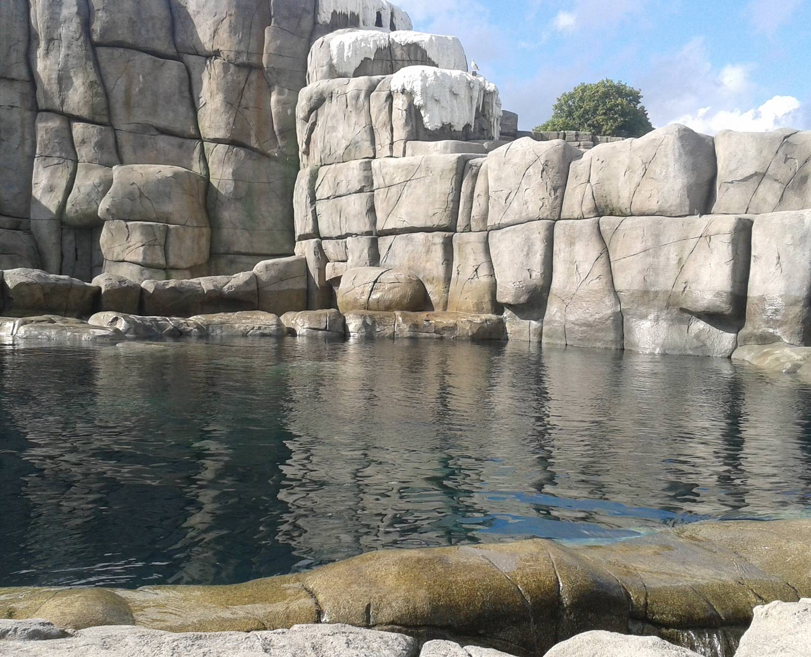 Pool of the Walrus-enclosure