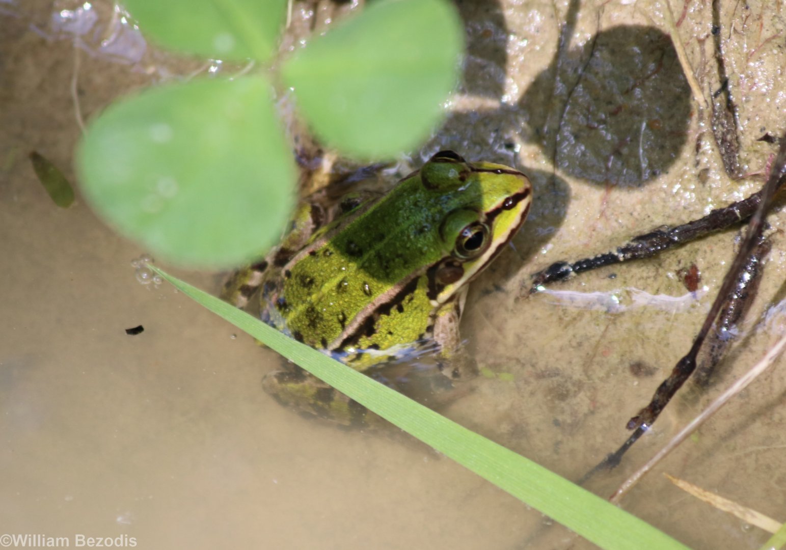 Pool or Marsh or Edible Frog?
