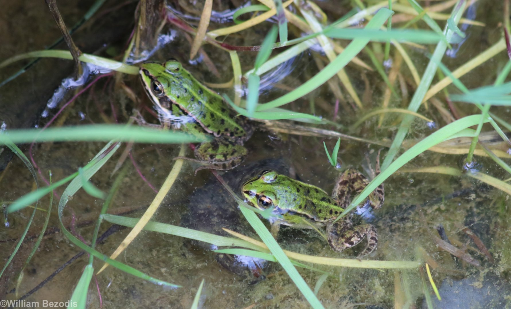 Pool or Marsh or Edible Frog?