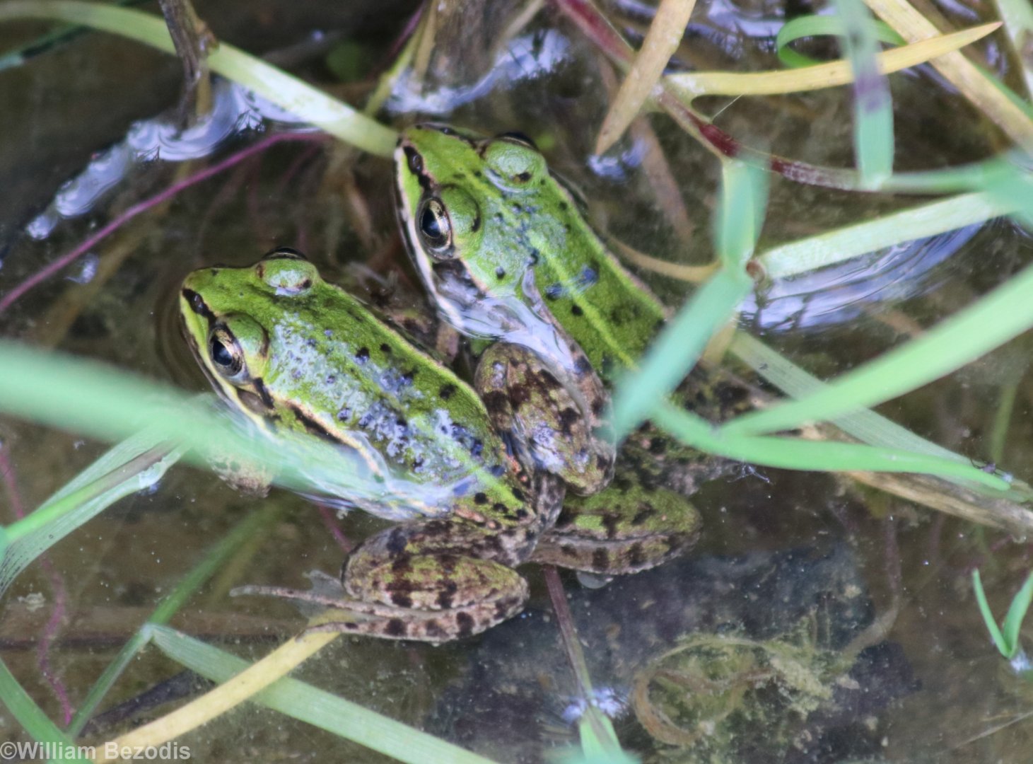 Pool or Marsh or Edible Frog?