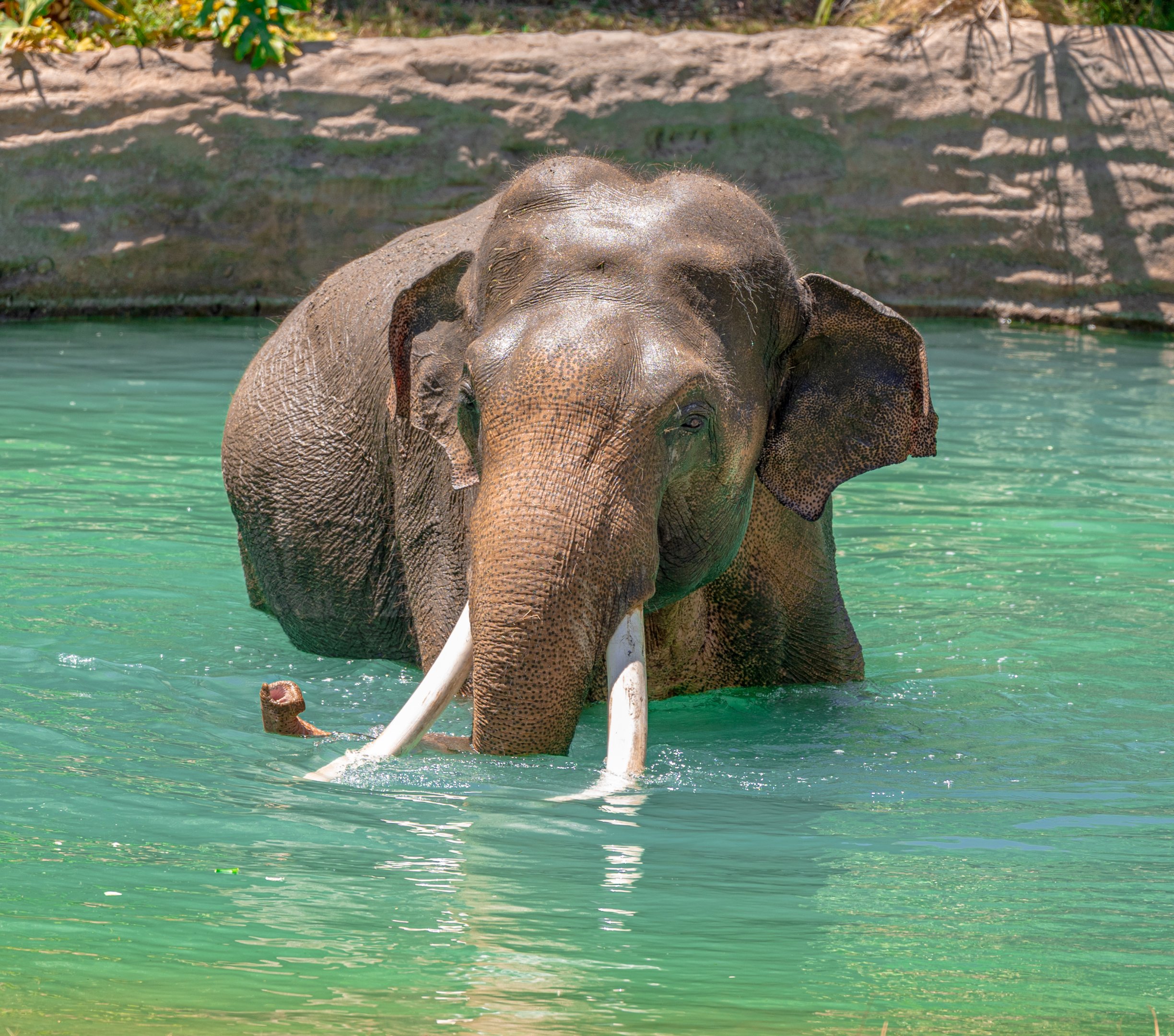 Pool time with Billy, August 2021