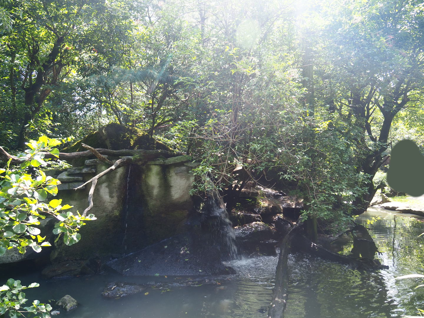 Pool, waterfall and vegetation in the large walk-through aviary, 2019-08-04