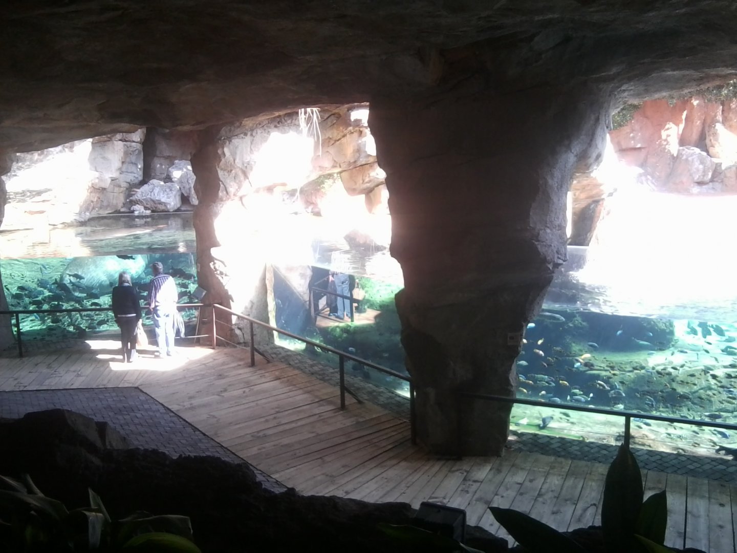 Pool with common hippos and various chichild and other fish