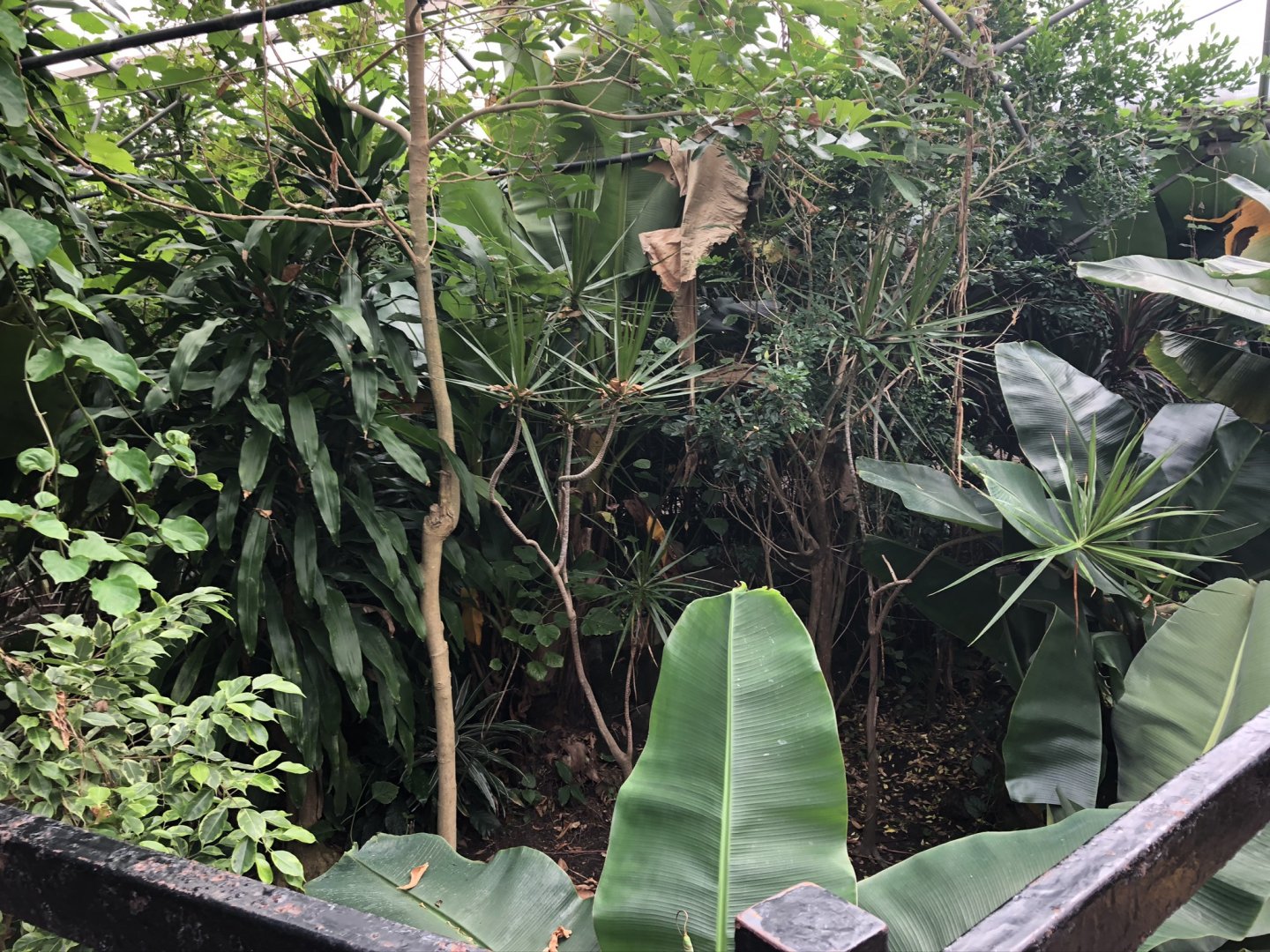 Pool Within the Butterfly House at Tropical World (July 2020)