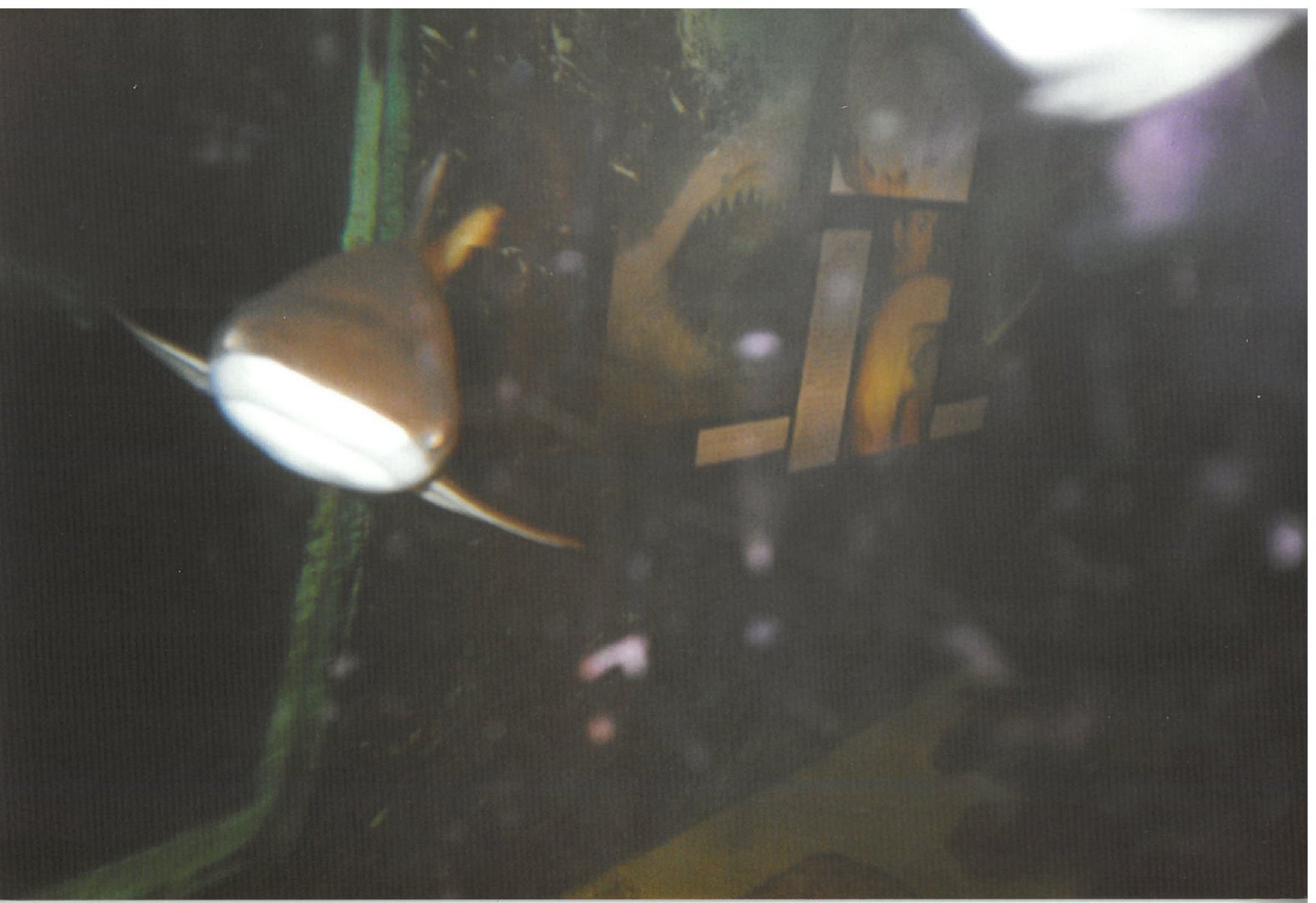 Poole Serpentarium - scanned photo mid 90's