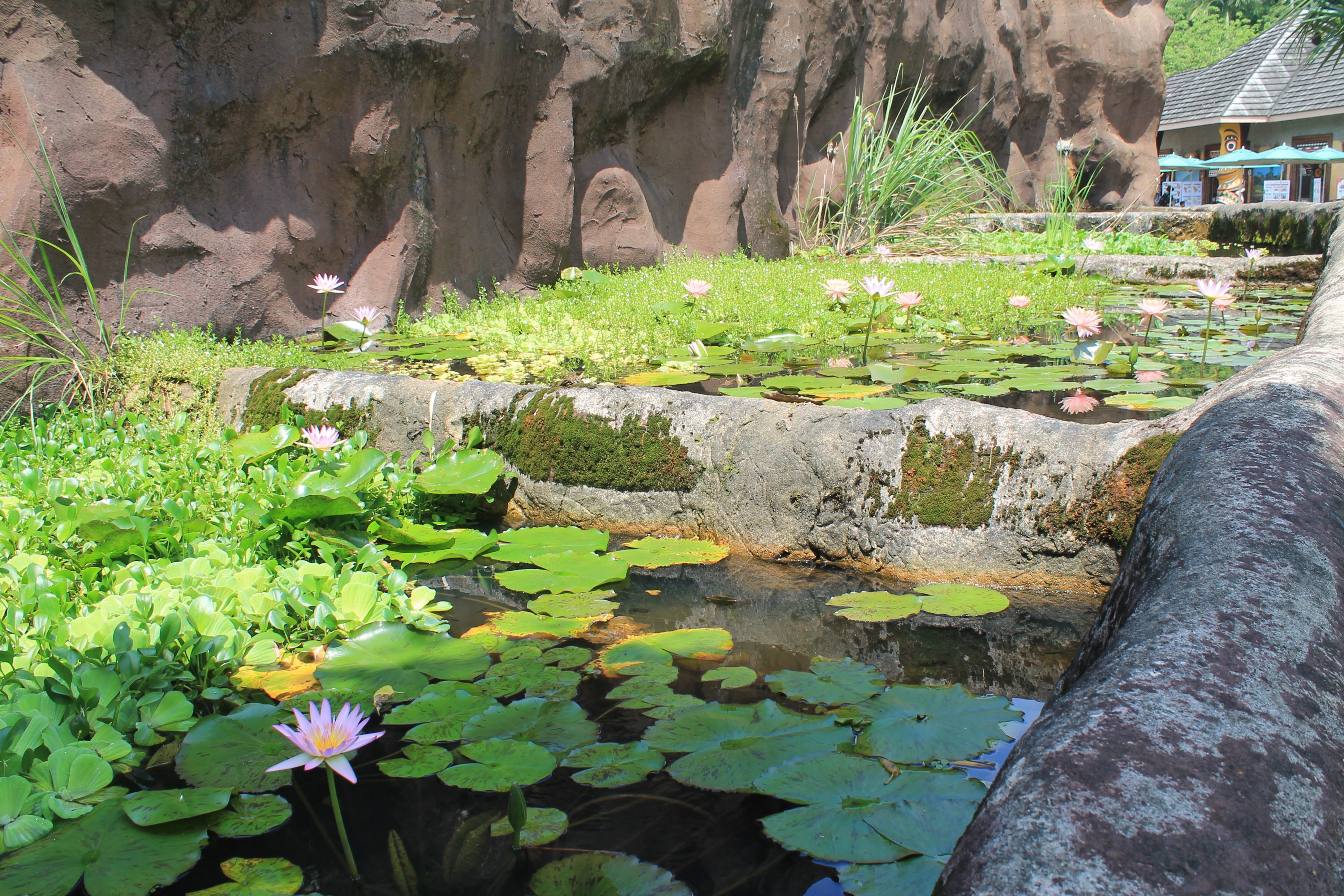 Pools by Pigmy Hippo enclosure