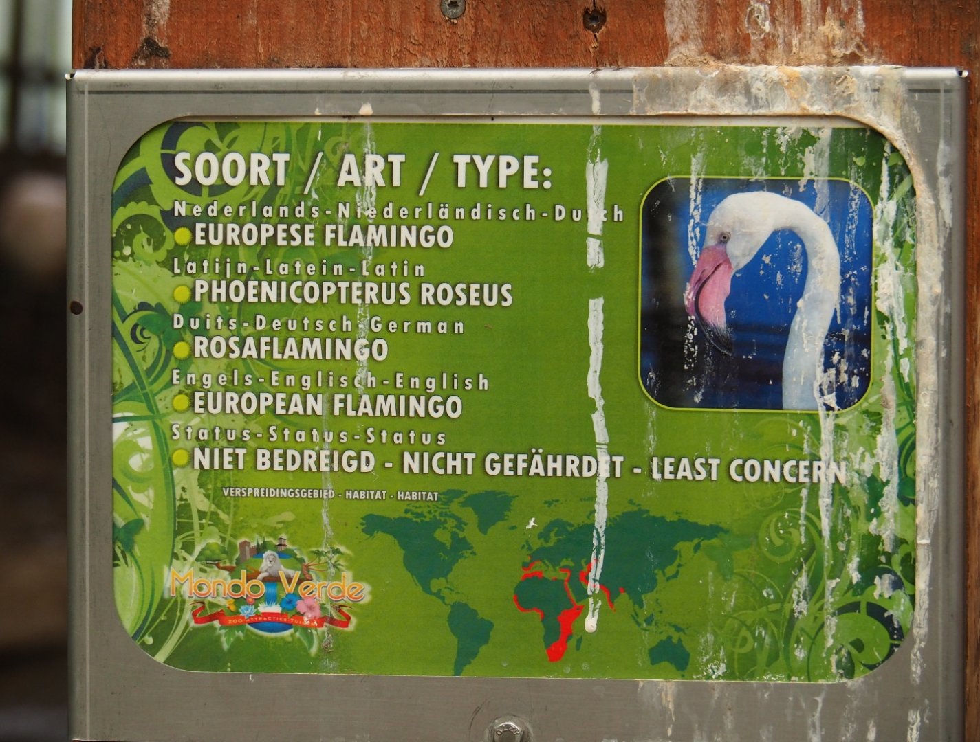 Poop-splattered sign Greater flamingo (Aug 28th, 2018)