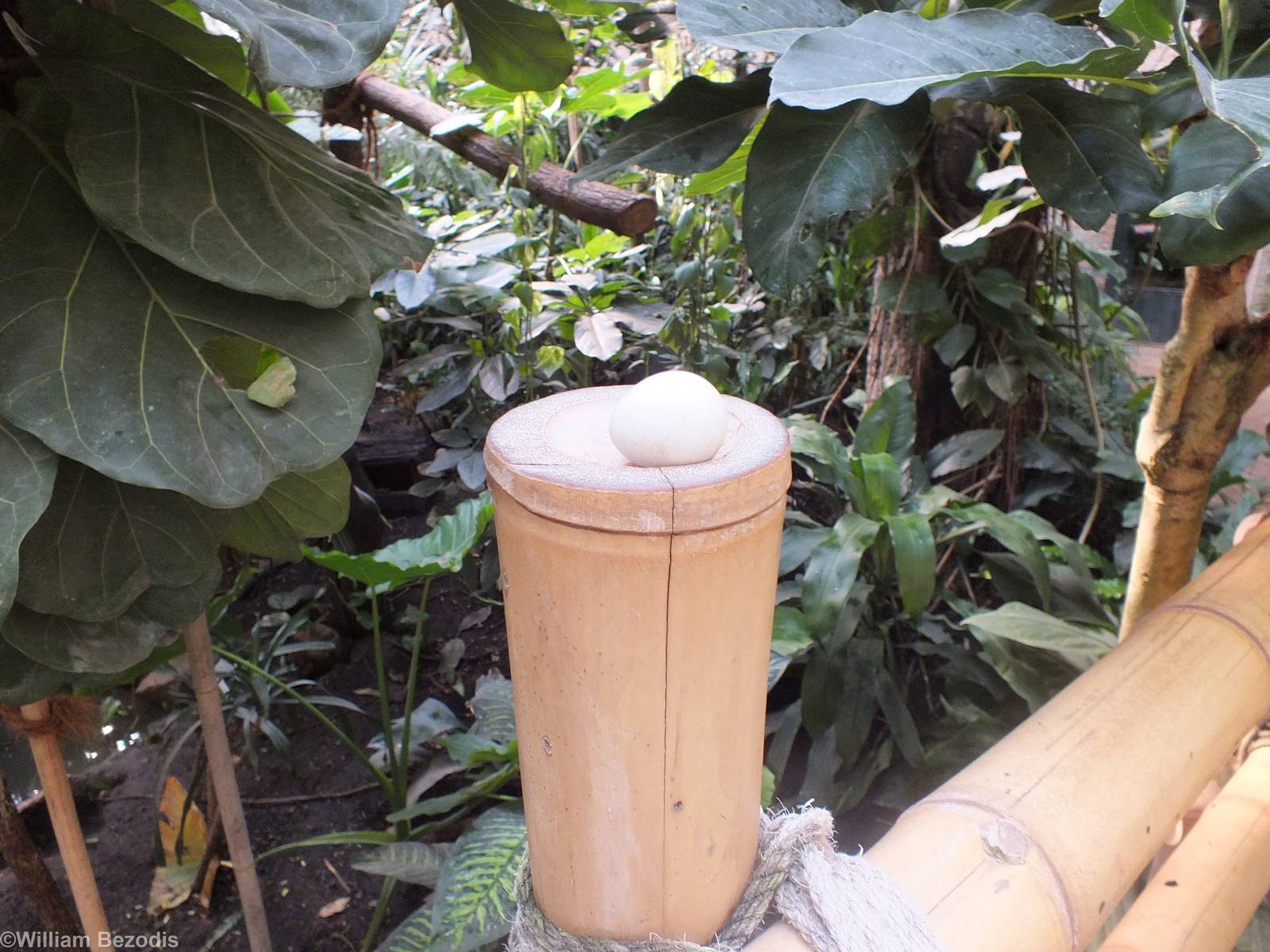 Poor Choice of Where to Lay