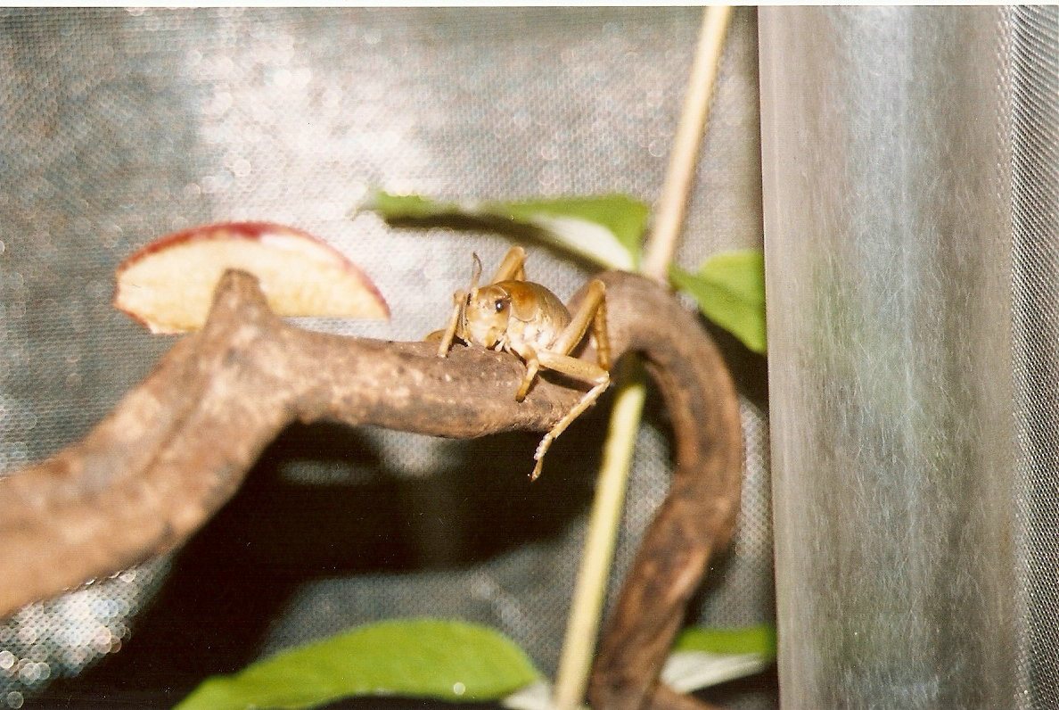 Poor Knights Island Giant Weta at Bristol 17/07/2004