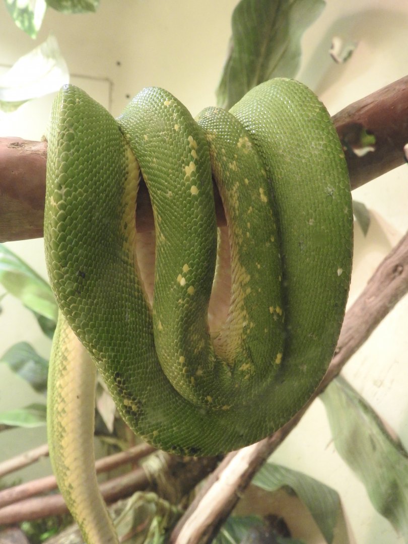 Poor-looking Green Tree Python