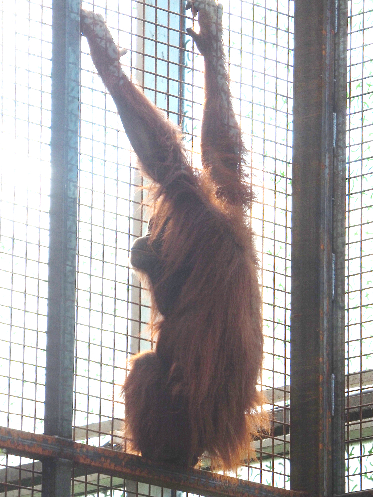 Poor picture of Sumatran orangutan Kila (Pongo abelii), 2022-07-03
