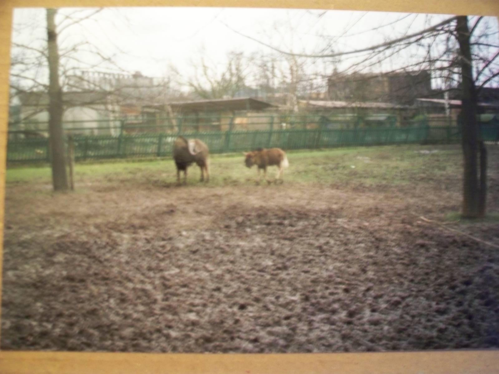 Poor quality shot White tailed gnu i think