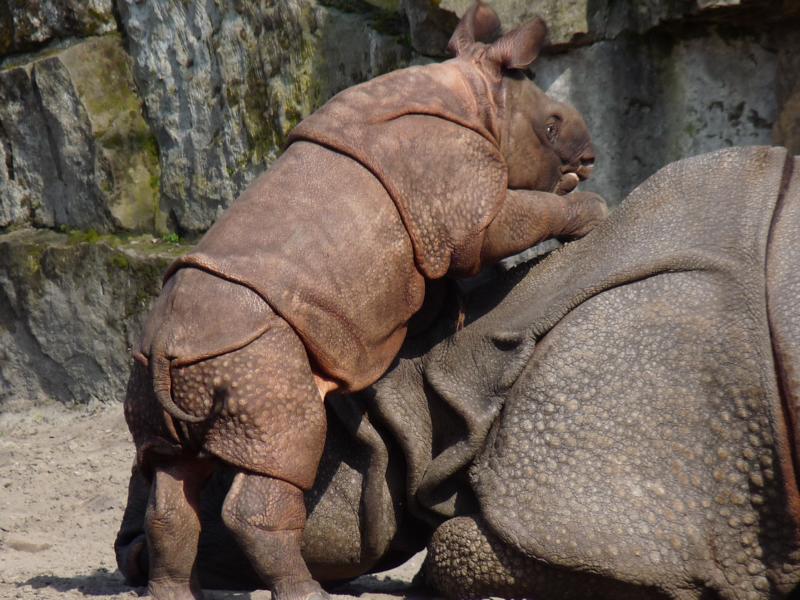 Poor Rhino Mom...