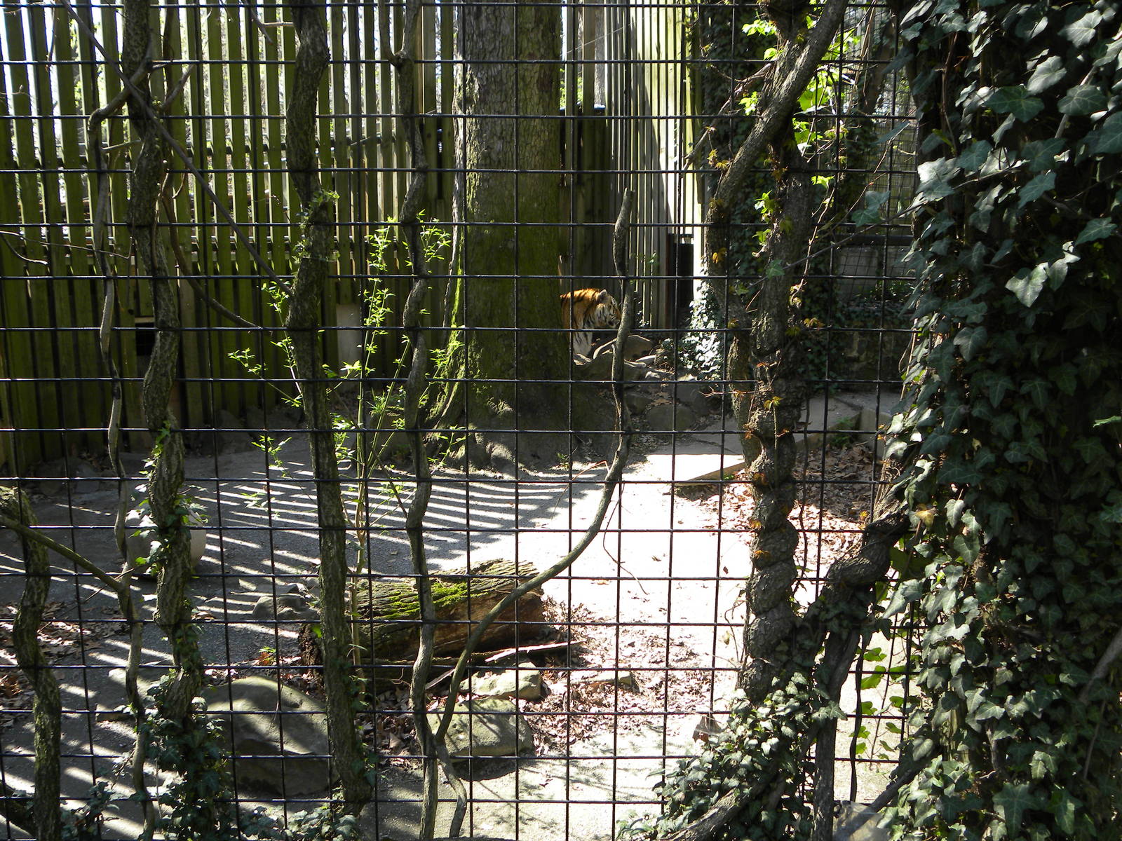 Poor Tiger Exhibit