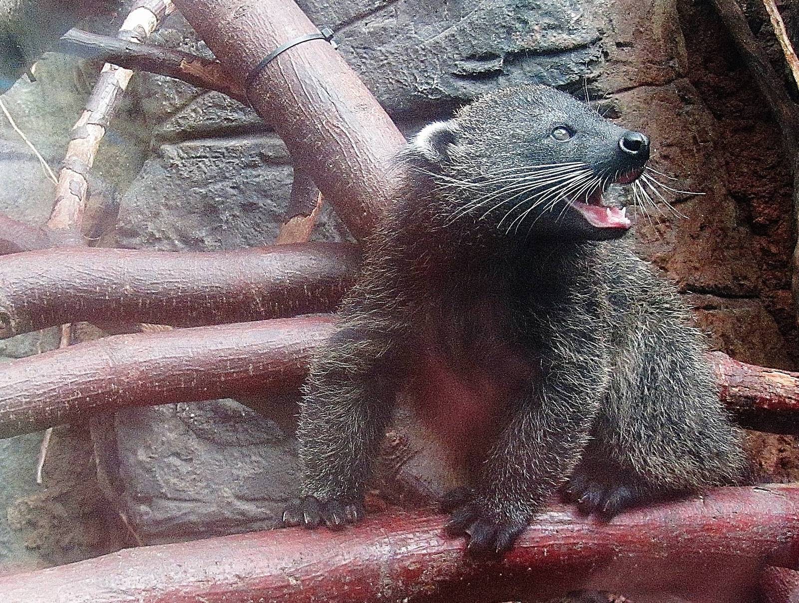 Pop - Palawan bearcat (Arctictis binturong whitei)