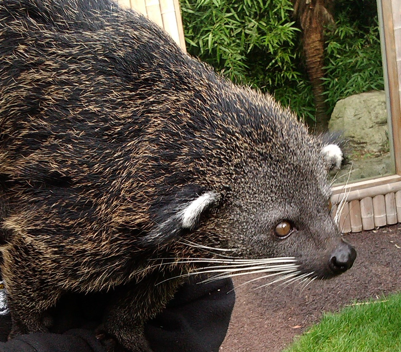 "Pop"  - Palawan Binturong