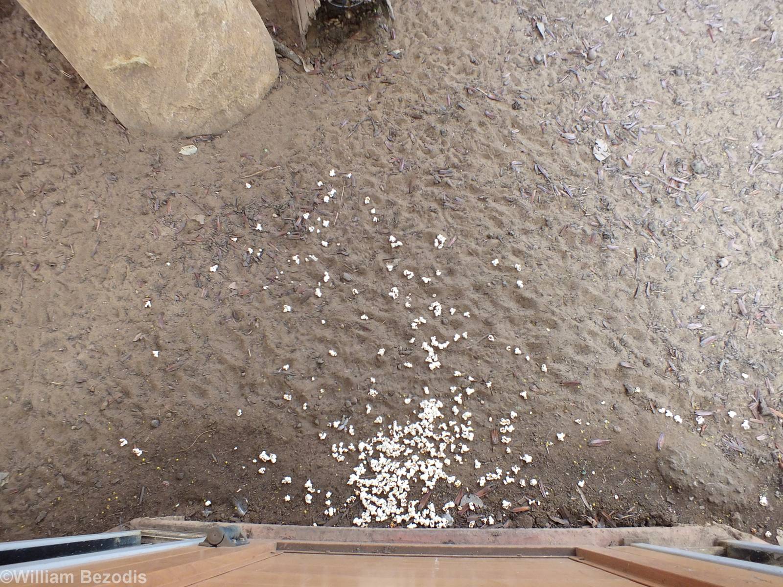 Popcorn in the Echidna Enclosure! - Cohunu Koala Park