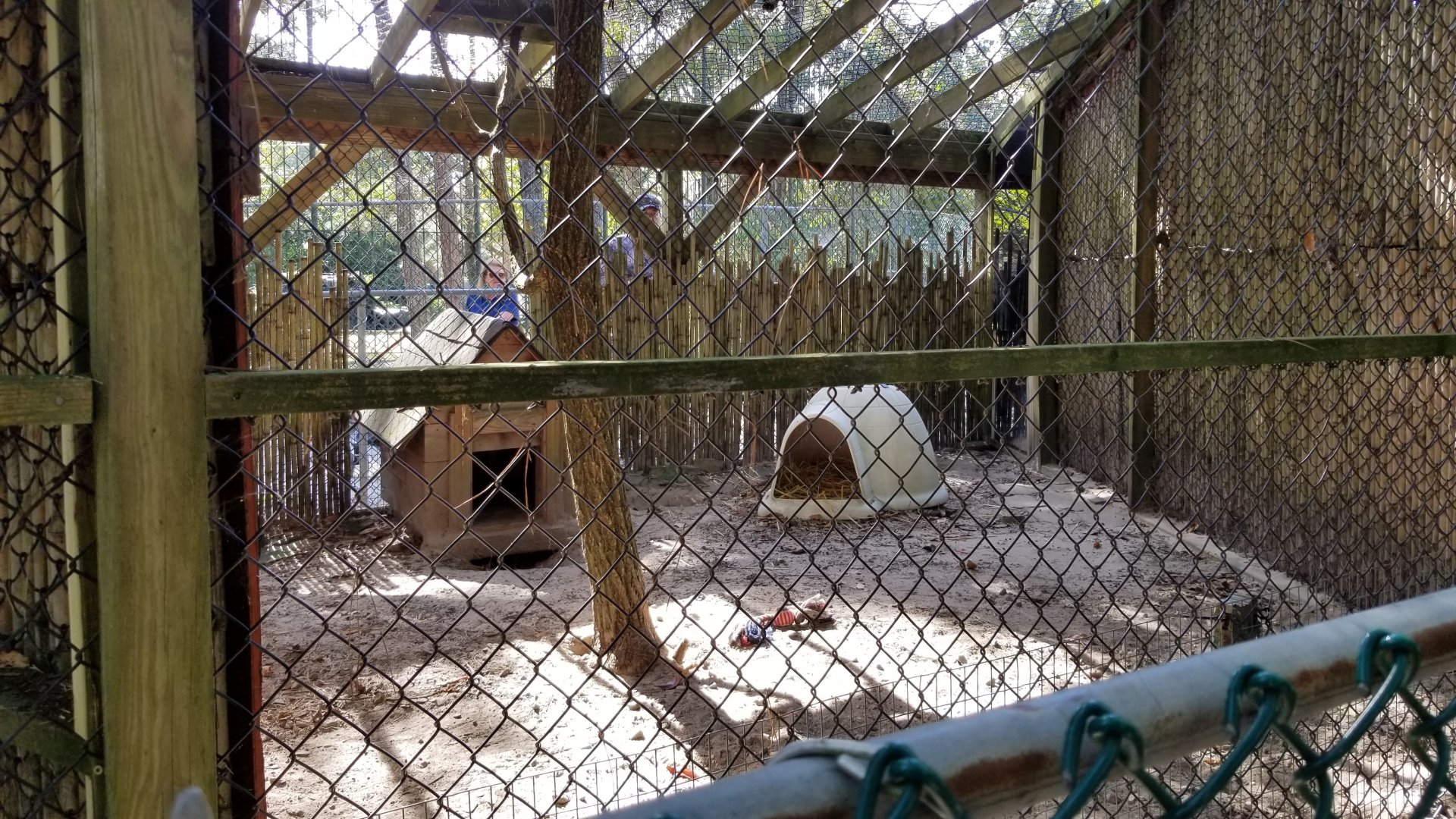 Popcorn Park - Arabian red fox (she's under the wooden house)