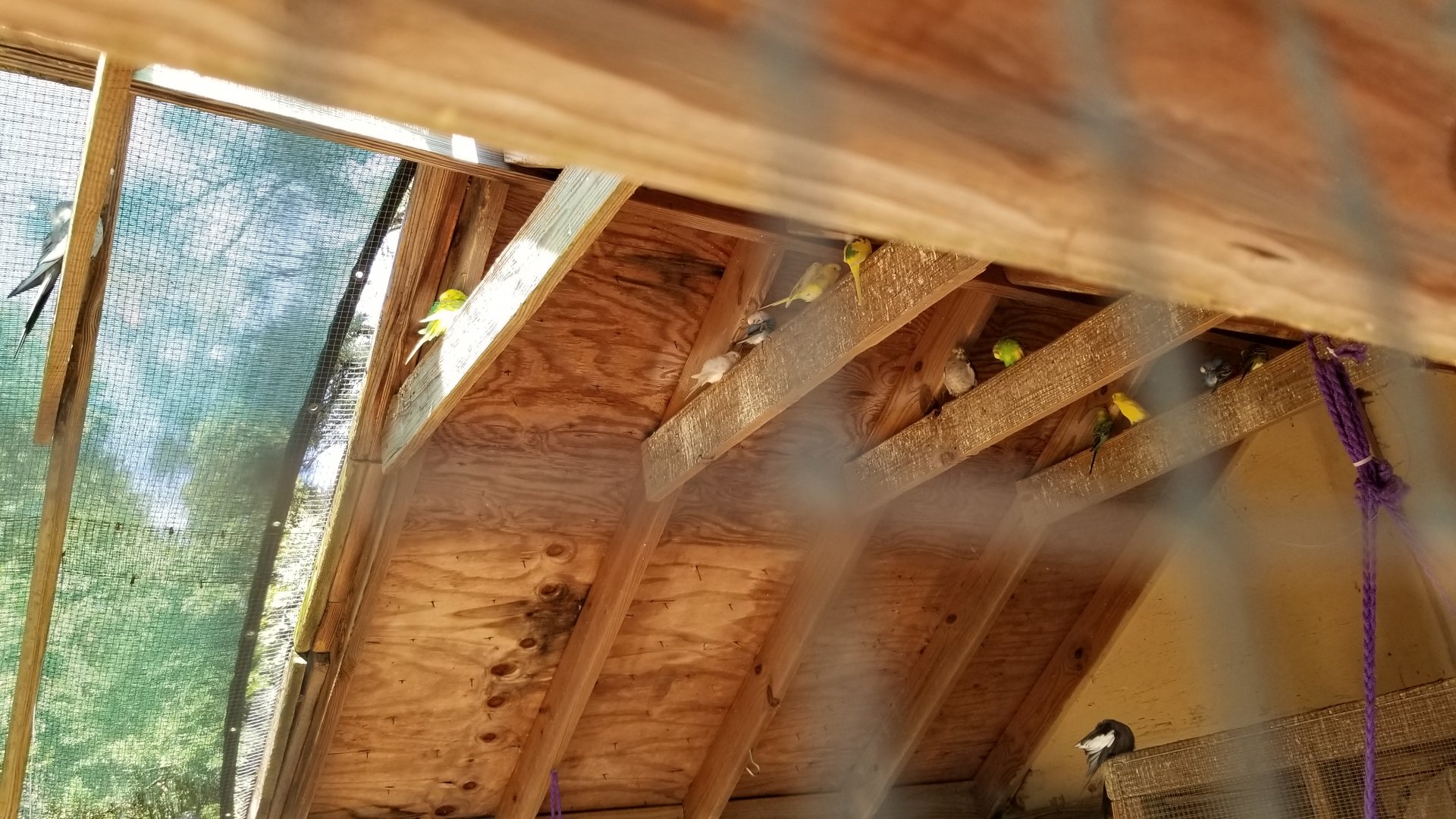 Popcorn Park - Aviary, Budgies