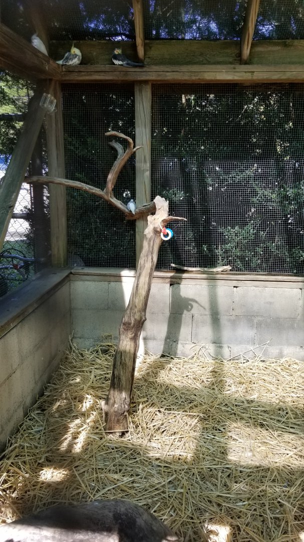 Popcorn Park - Aviary, Diamond dove and cockatiels
