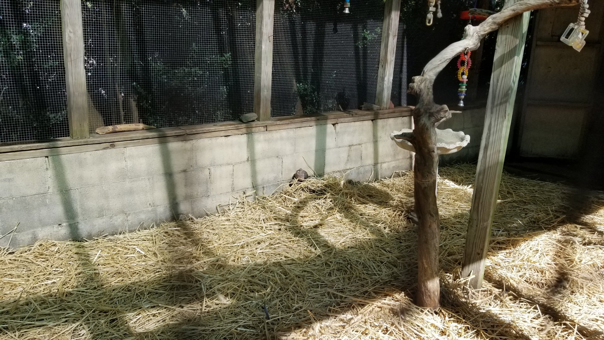 Popcorn Park - Aviary, Mourning dove