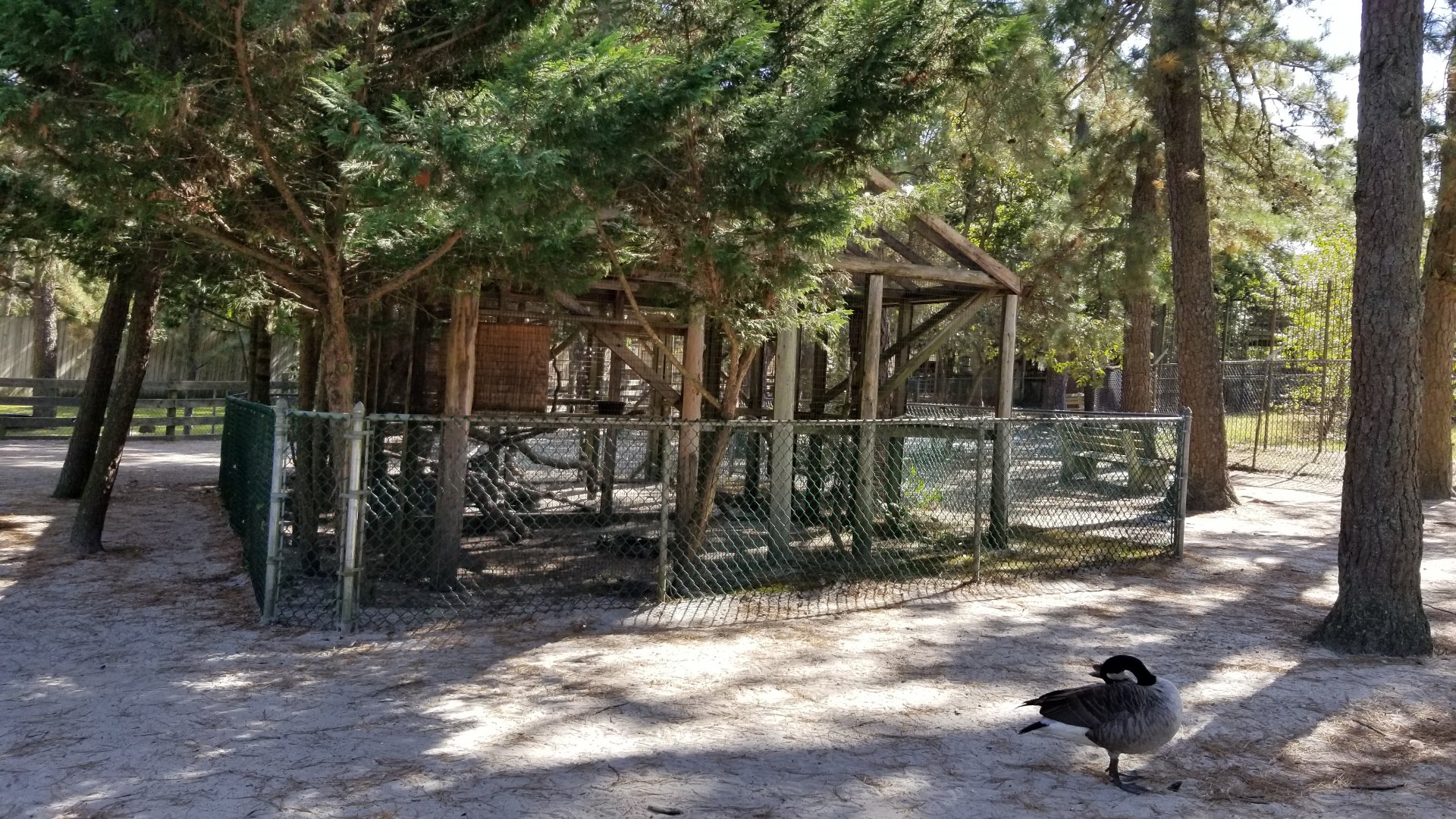 Popcorn Park - Barred owl