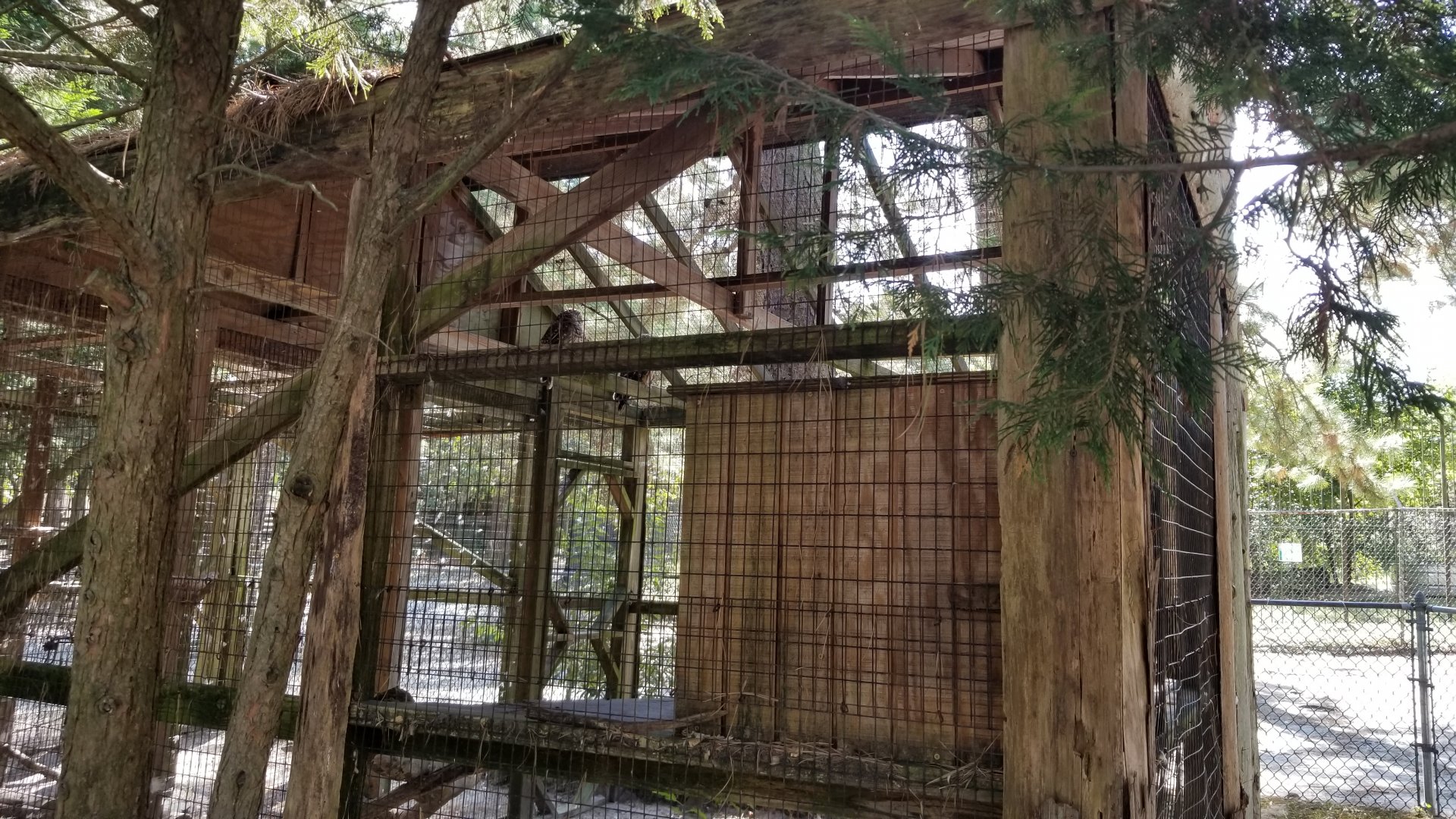 Popcorn Park - Barred owl