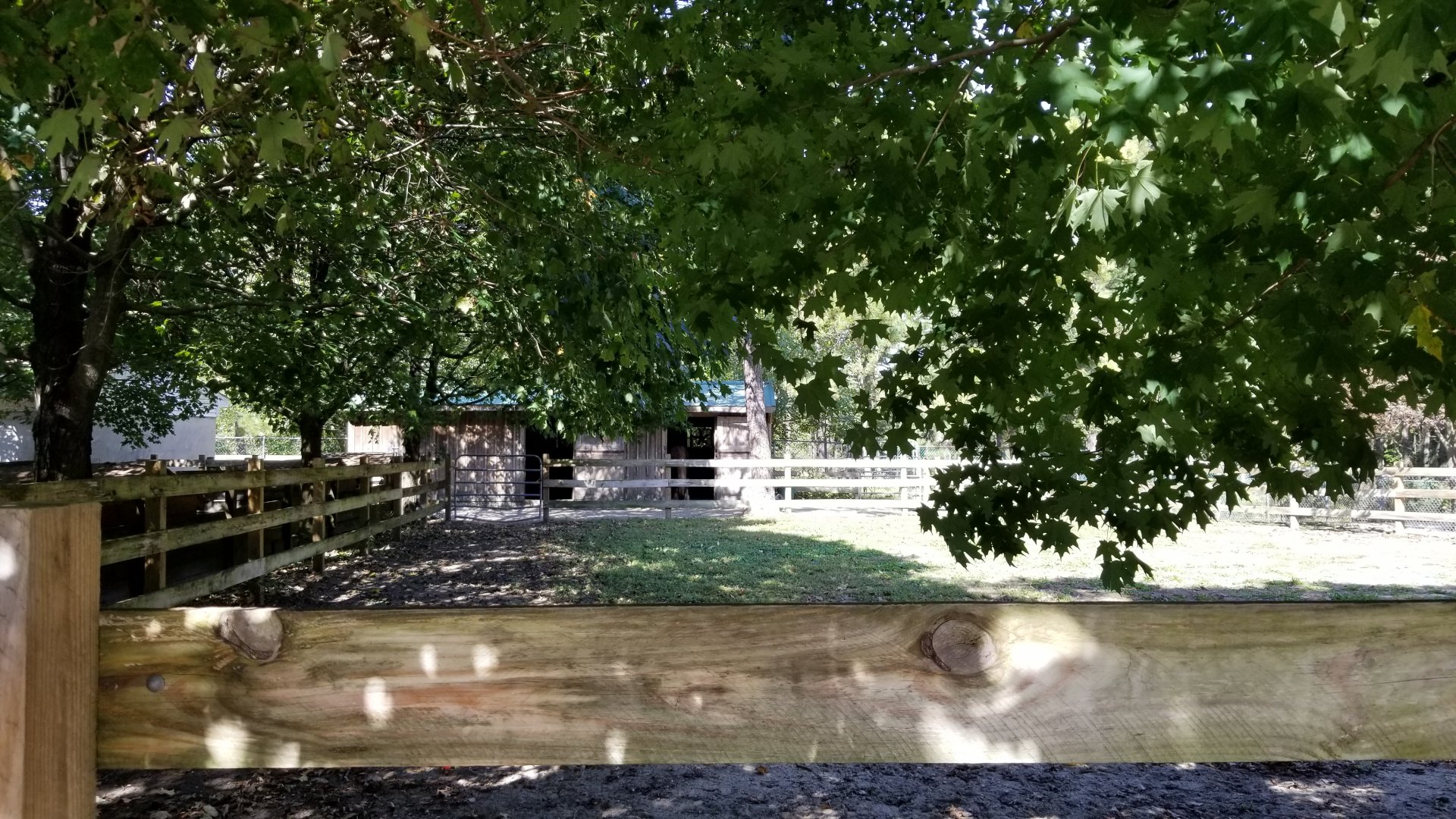 Popcorn Park - Belgian horse