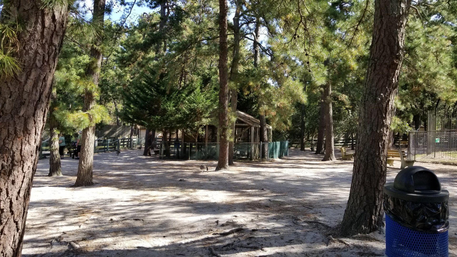 Popcorn Park - Birds of prey